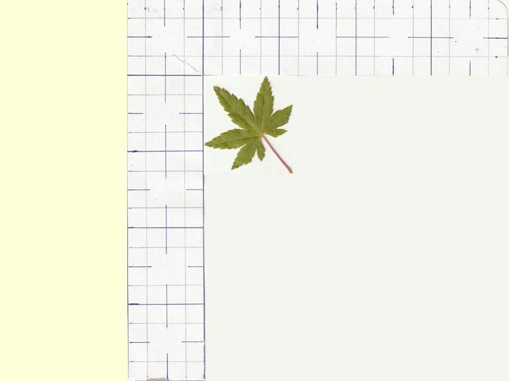 Aceraceae Acer palmatum cv. 'ryu sei'