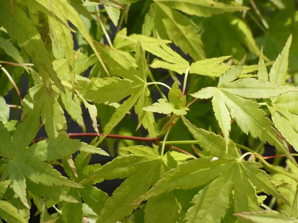 jeune bois de aceraceae acer palmatum cv. 'ryu sei'