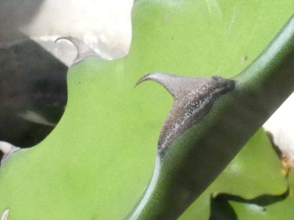 dent de agavaceae agave salmiana