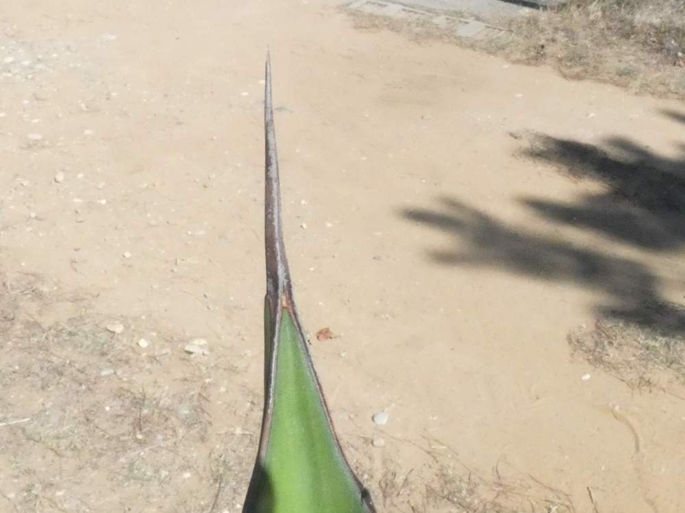 pointe de agavaceae agave salmiana