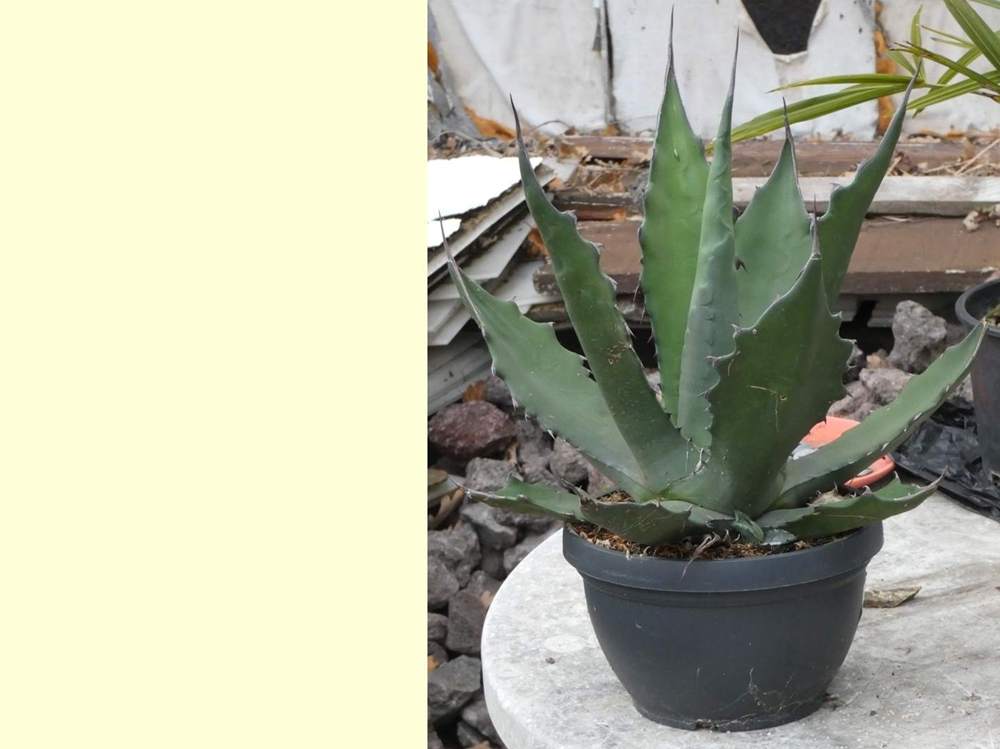 Agavaceae Agave salmiana