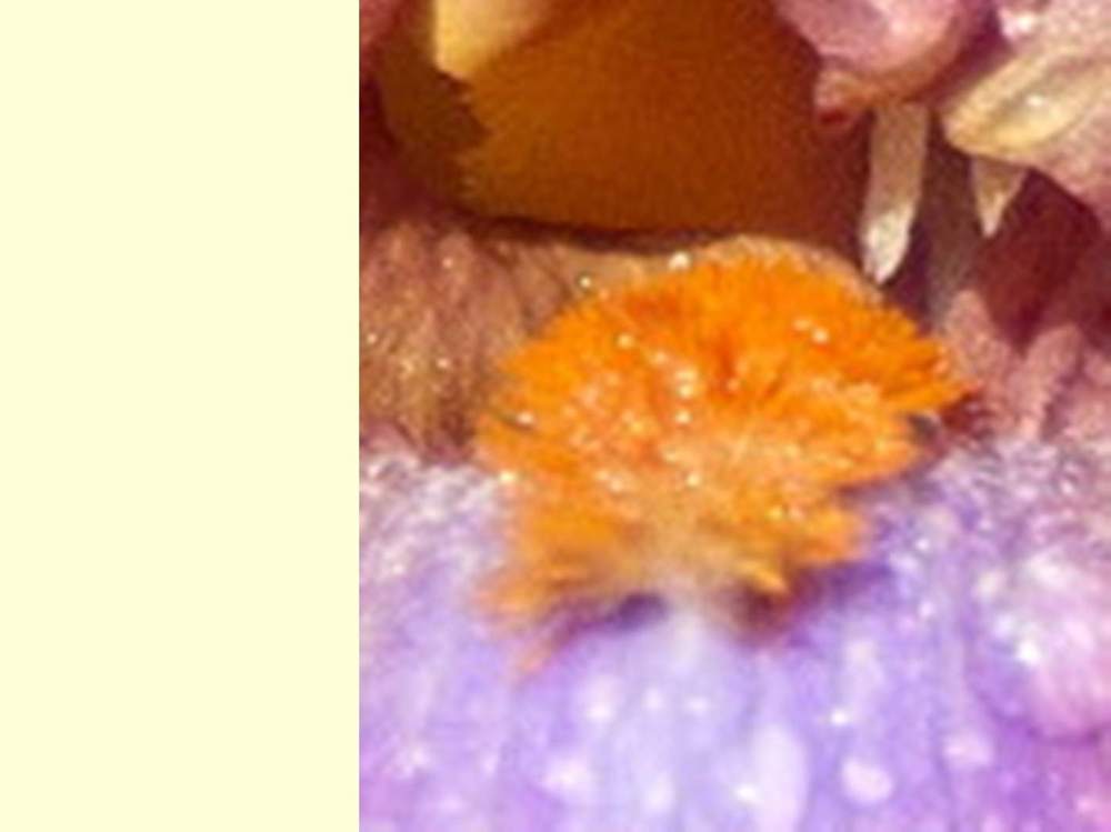 barbe de iridaceae iris barbu cv. 'sambuca rosa'