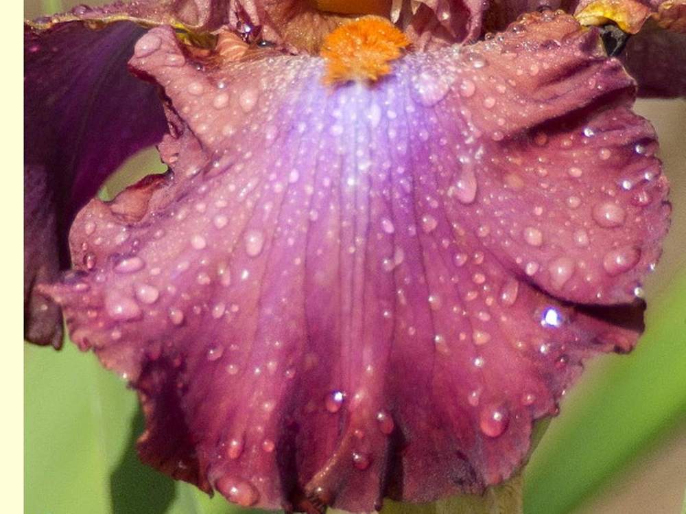 sépale de iridaceae iris barbu cv. 'sambuca rosa'