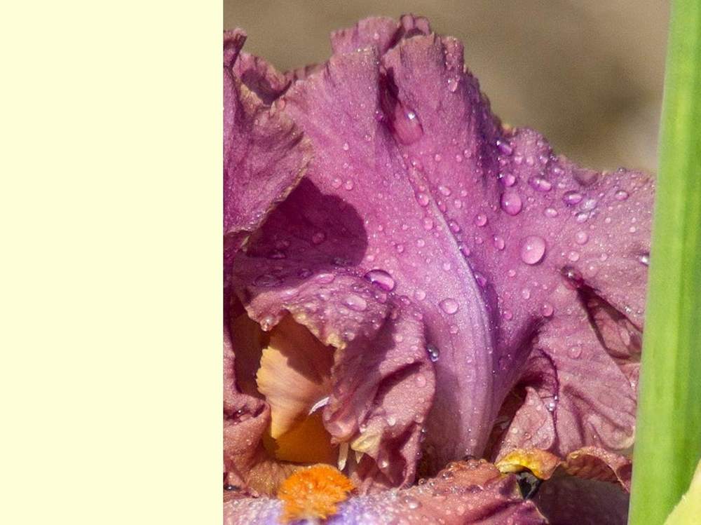 pétale de iridaceae iris barbu cv. 'sambuca rosa'