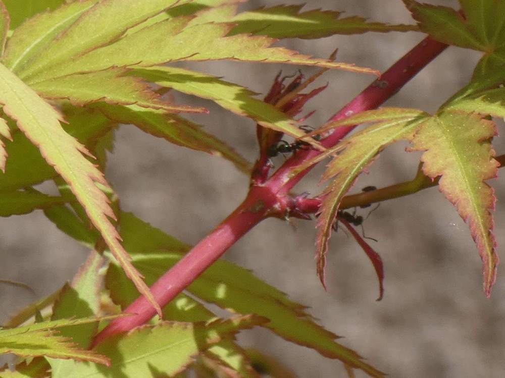 jeune bois de aceraceae acer palmatum cv. 'sango kaku'