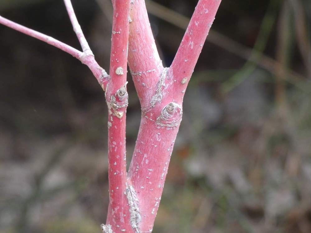 écorce de aceraceae acer palmatum cv. 'sango kaku'