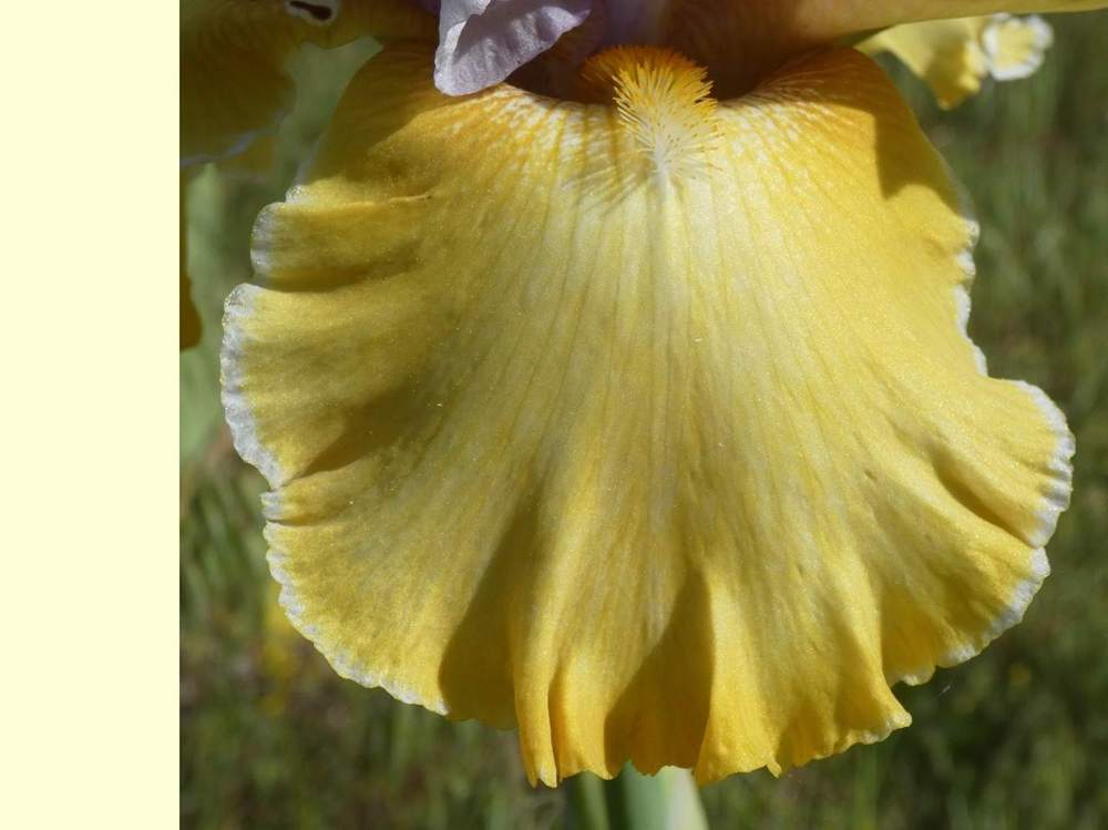 sépale de iridaceae iris barbu cv. 'saphir jaune'