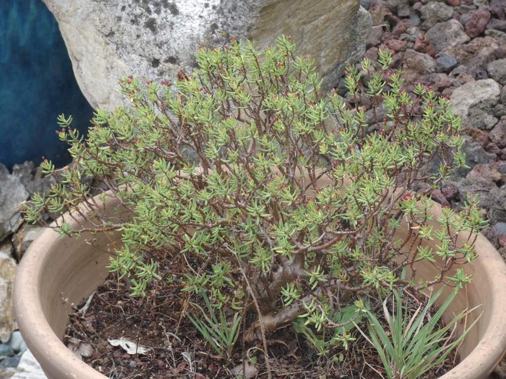 crassulaceae crassula sarcocaulis ssp. sarcocaulis