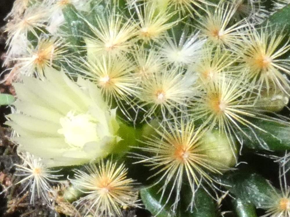 fleur de cactaceae mammillaria schiedeana