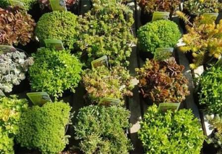 illustration de sedum