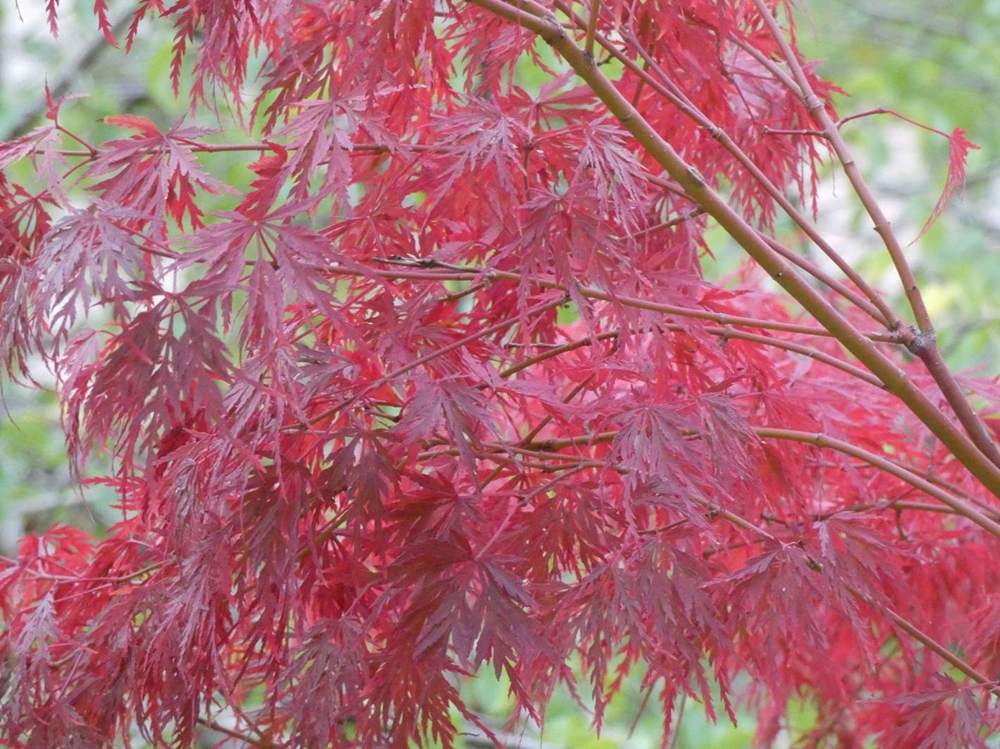 automne de aceraceae acer palmatum ssp. matsumurae gr. dissectum cv. 'seiryu'