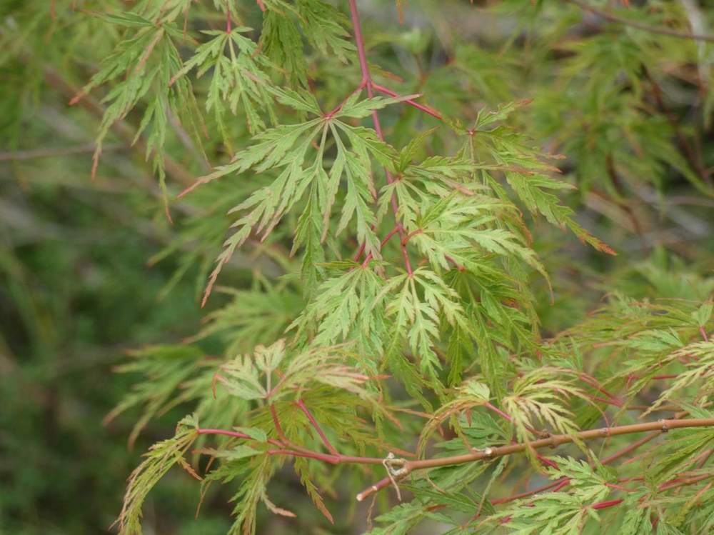 été de aceraceae acer palmatum ssp. matsumurae gr. dissectum cv. 'seiryu'