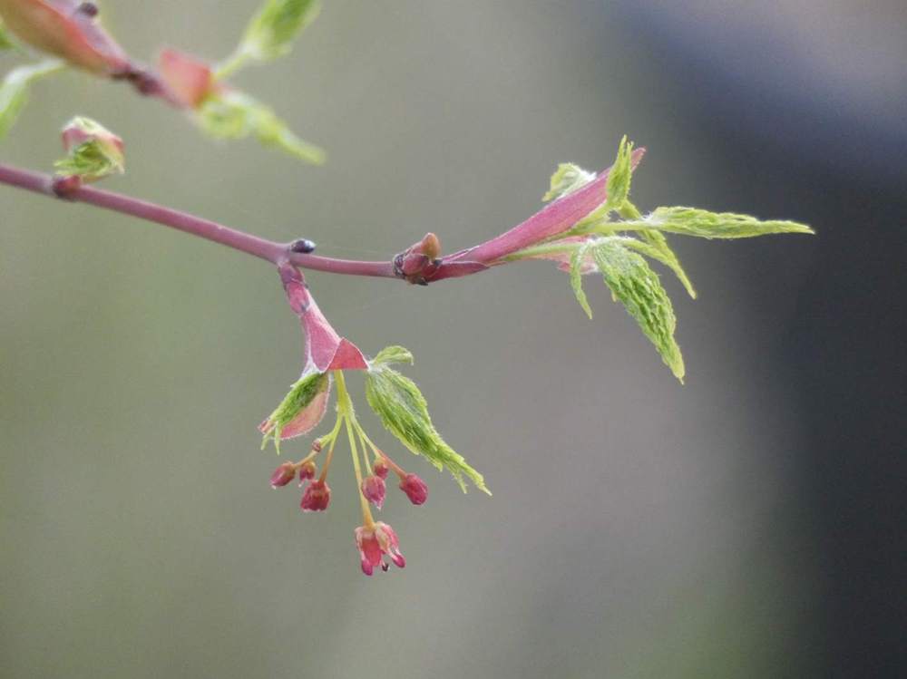 fleur de aceraceae acer palmatum ssp. matsumurae gr. dissectum cv. 'seiryu'