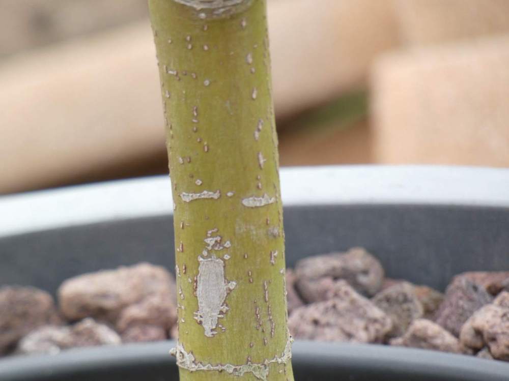 écorce de aceraceae acer palmatum ssp. matsumurae gr. dissectum cv. 'seiryu'