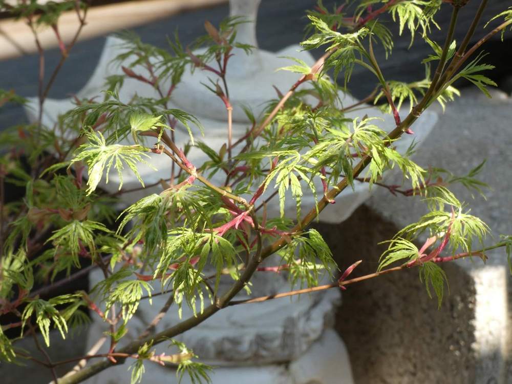printemps de aceraceae acer palmatum ssp. matsumurae gr. dissectum cv. 'seiryu'