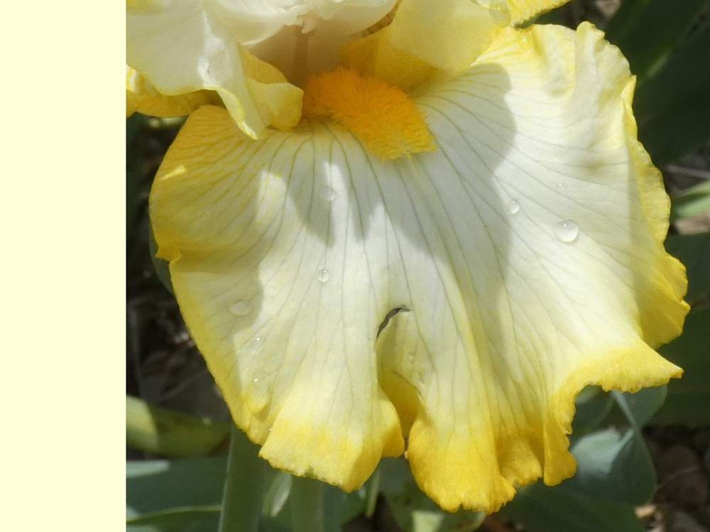 sépale de iridaceae iris barbu cv. 'serious notion'