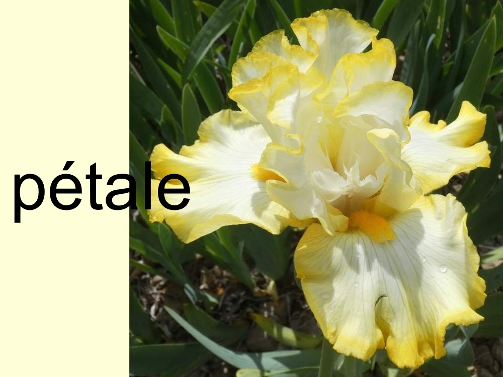 pétale de iridaceae iris barbu cv. 'serious notion'