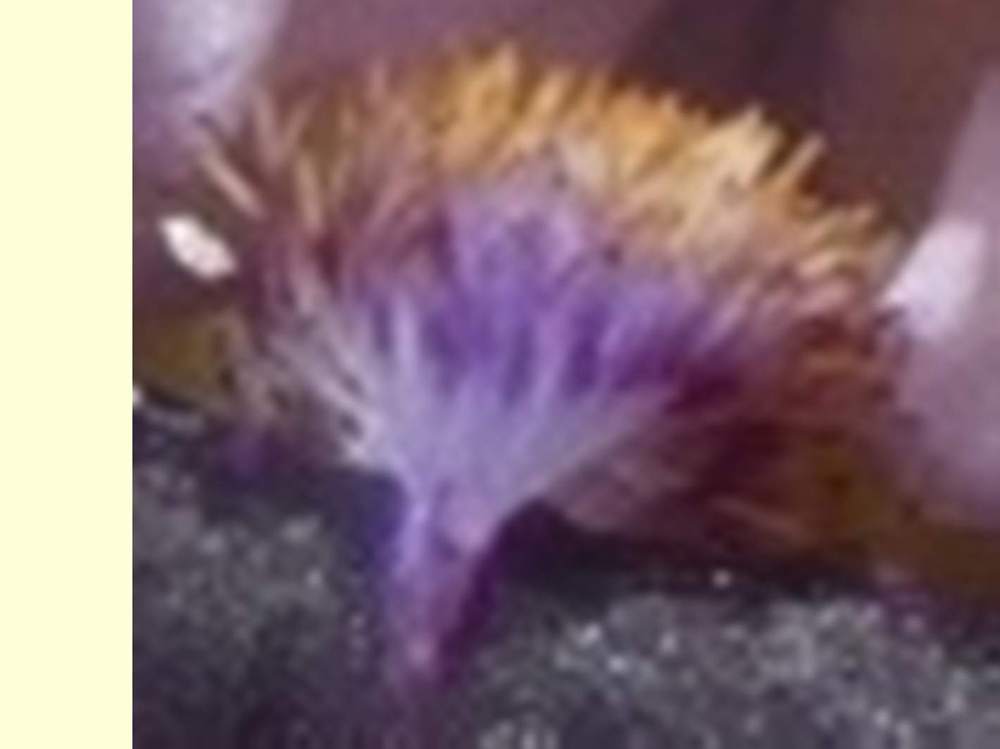 barbe de iridaceae iris barbu cv. 'set to music'