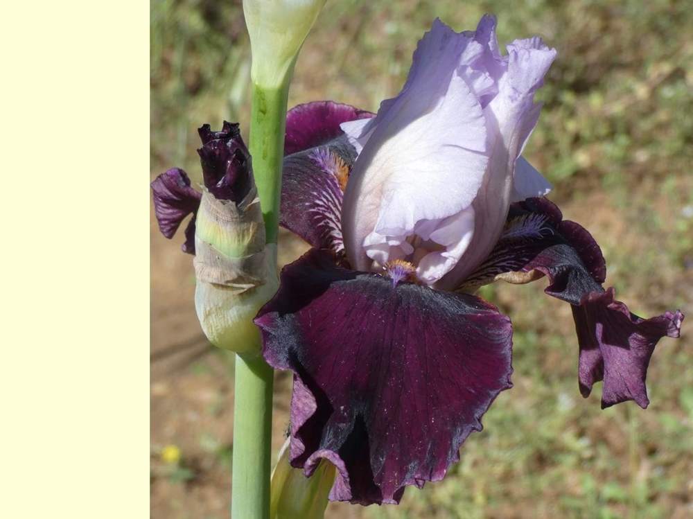 iridaceae iris barbu cv. 'set to music'