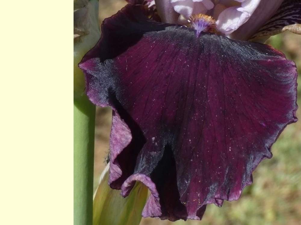 sépale de iridaceae iris barbu cv. 'set to music'