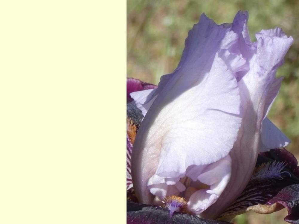 pétale de iridaceae iris barbu cv. 'set to music'