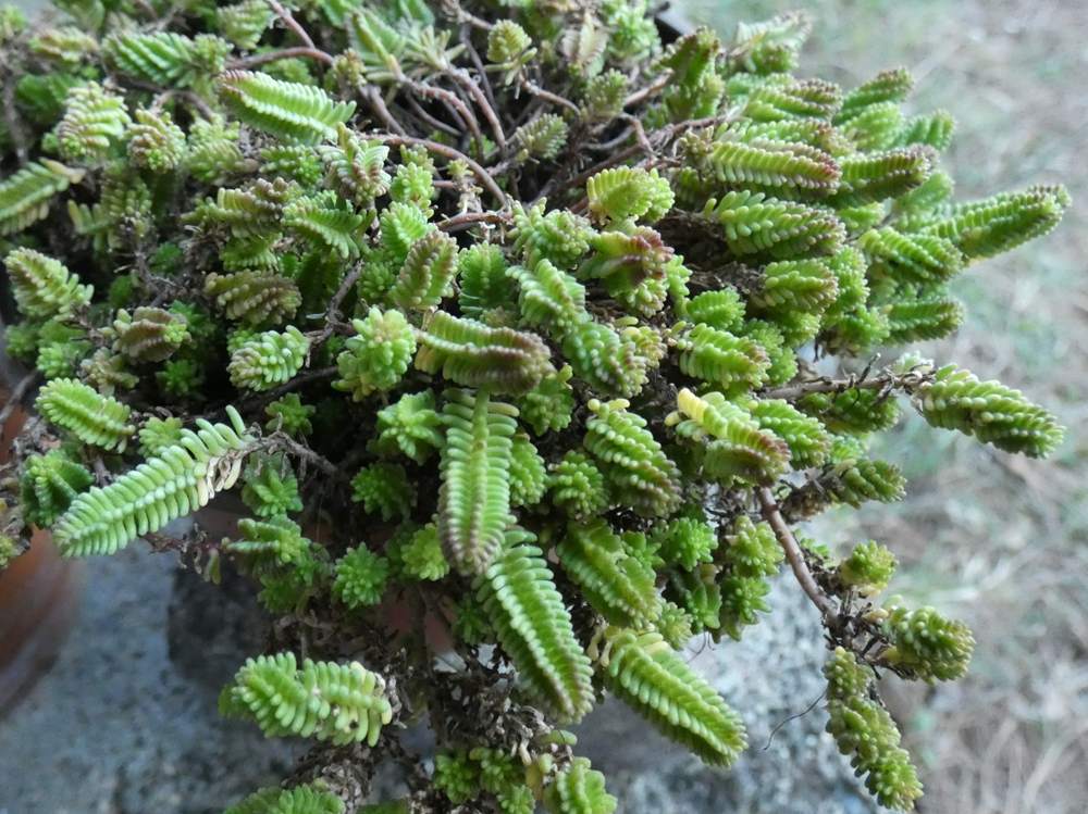 crassulaceae sedum sexangulare