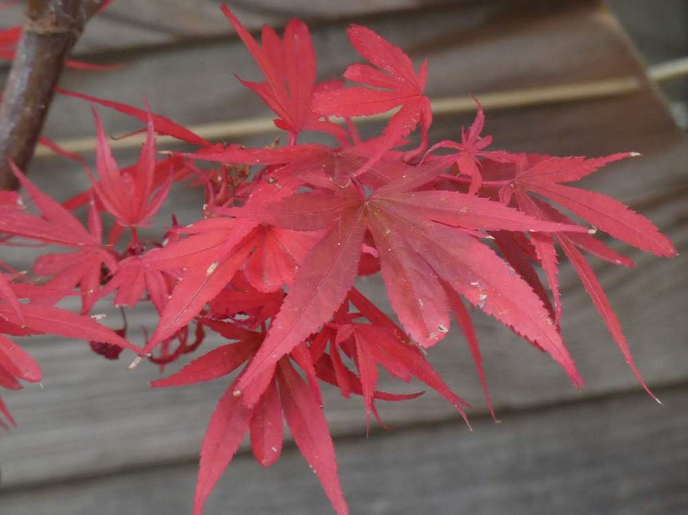 automne de aceraceae acer palmatum cv. 'shaina'