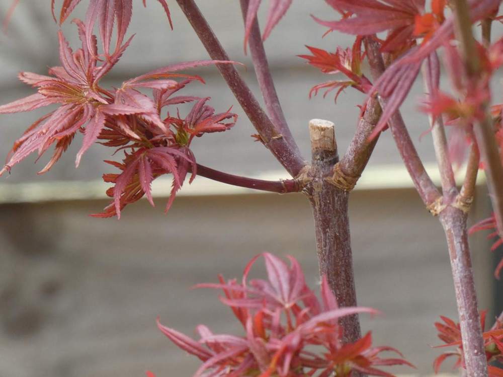 jeune bois de aceraceae acer palmatum cv. 'shaina'