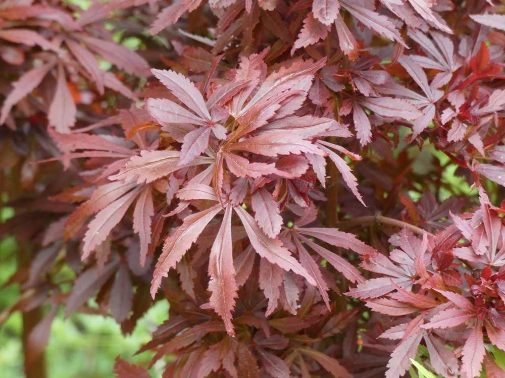 printemps de aceraceae acer palmatum cv. 'shaina'