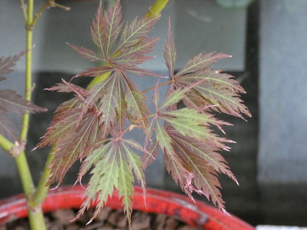 été de aceraceae acer palmatum ssp. matsumurae cv. 'sheboja'
