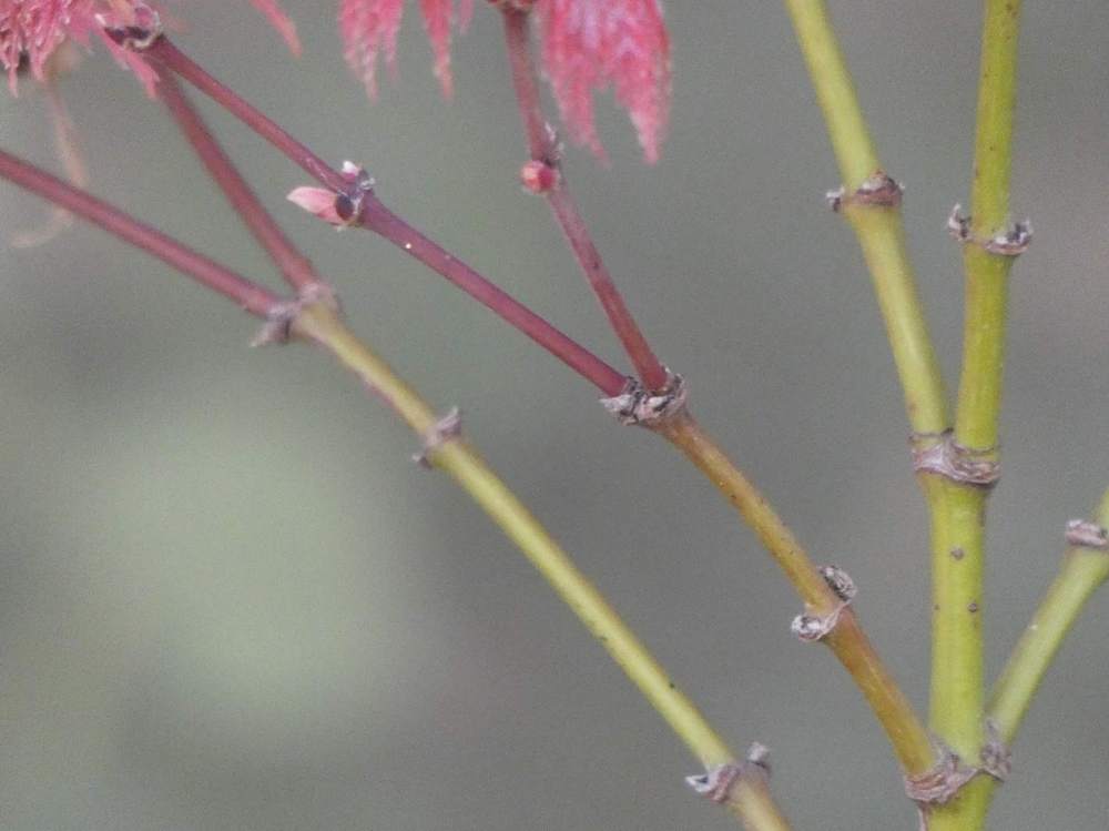 jeune bois de aceraceae acer palmatum ssp. matsumurae cv. 'sheboja'