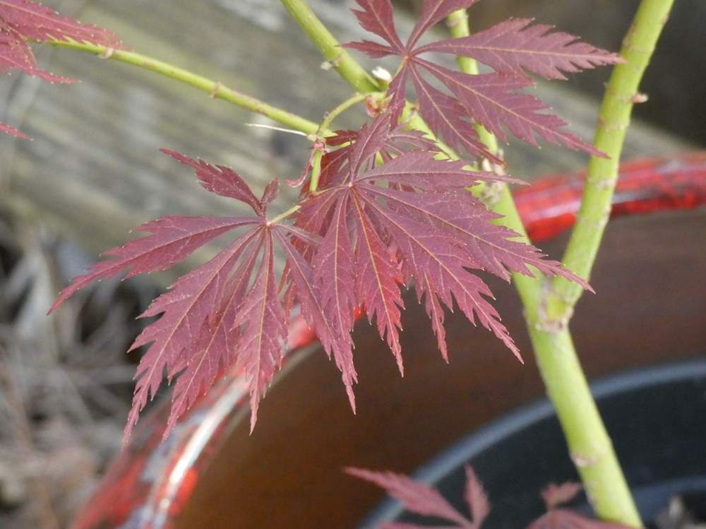 printemps de aceraceae acer palmatum ssp. matsumurae cv. 'sheboja'