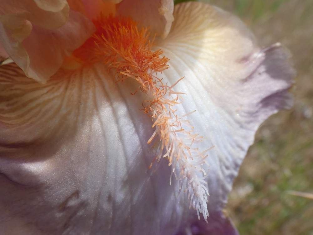 barbe de iridaceae iris barbu cv. 'shelby lynne'