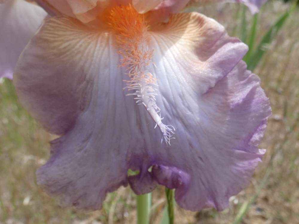 sépale de iridaceae iris barbu cv. 'shelby lynne'