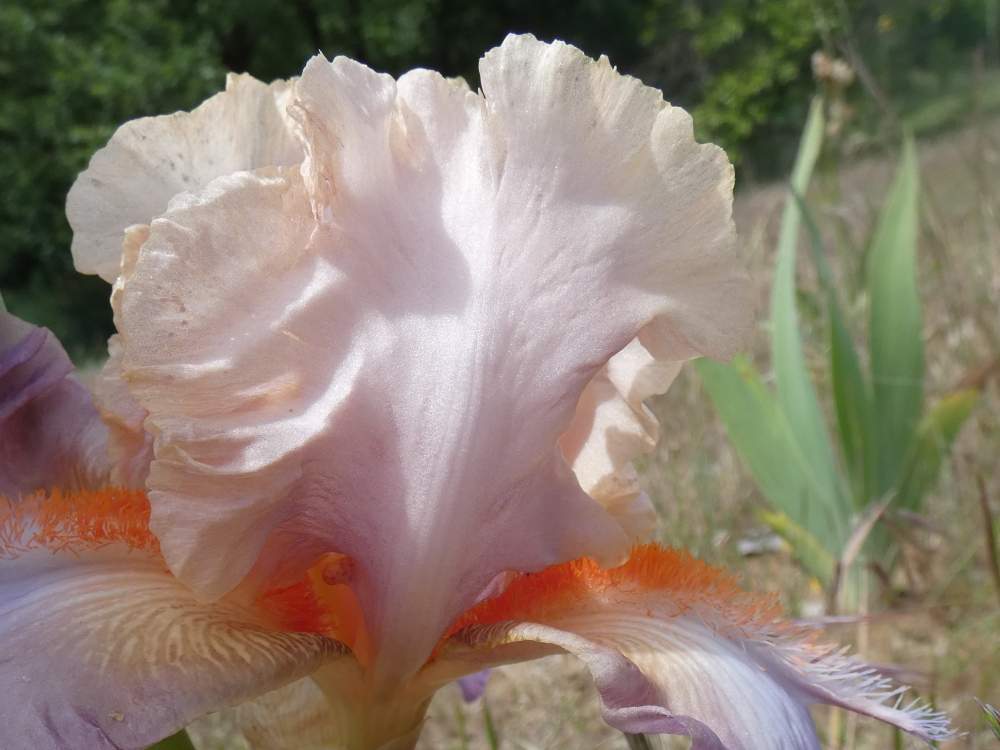 pétale de iridaceae iris barbu cv. 'shelby lynne'