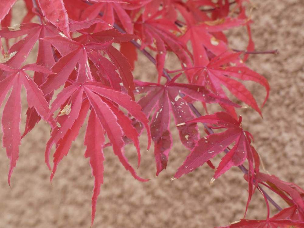 automne de aceraceae acer palmatum cv. 'shirazz'