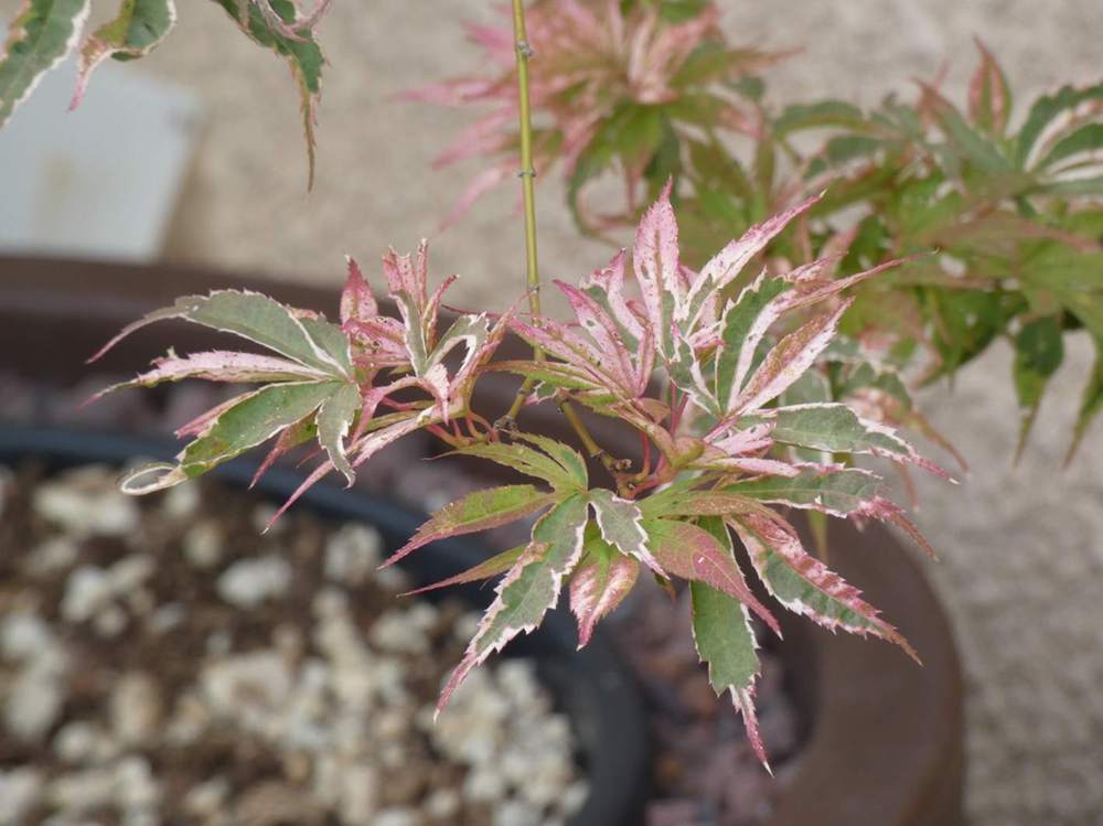 été de aceraceae acer palmatum cv. 'shirazz'