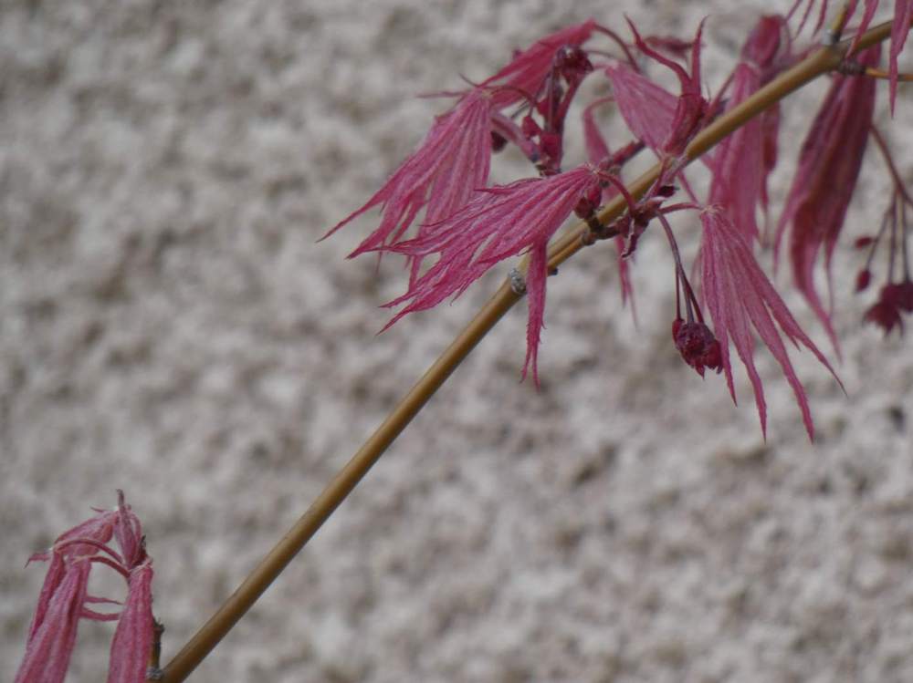 jeune bois de aceraceae acer palmatum cv. 'shirazz'