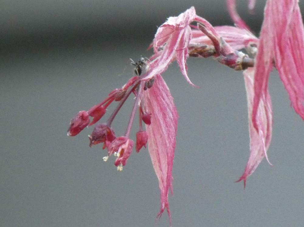 fleur de aceraceae acer palmatum cv. 'shirazz'