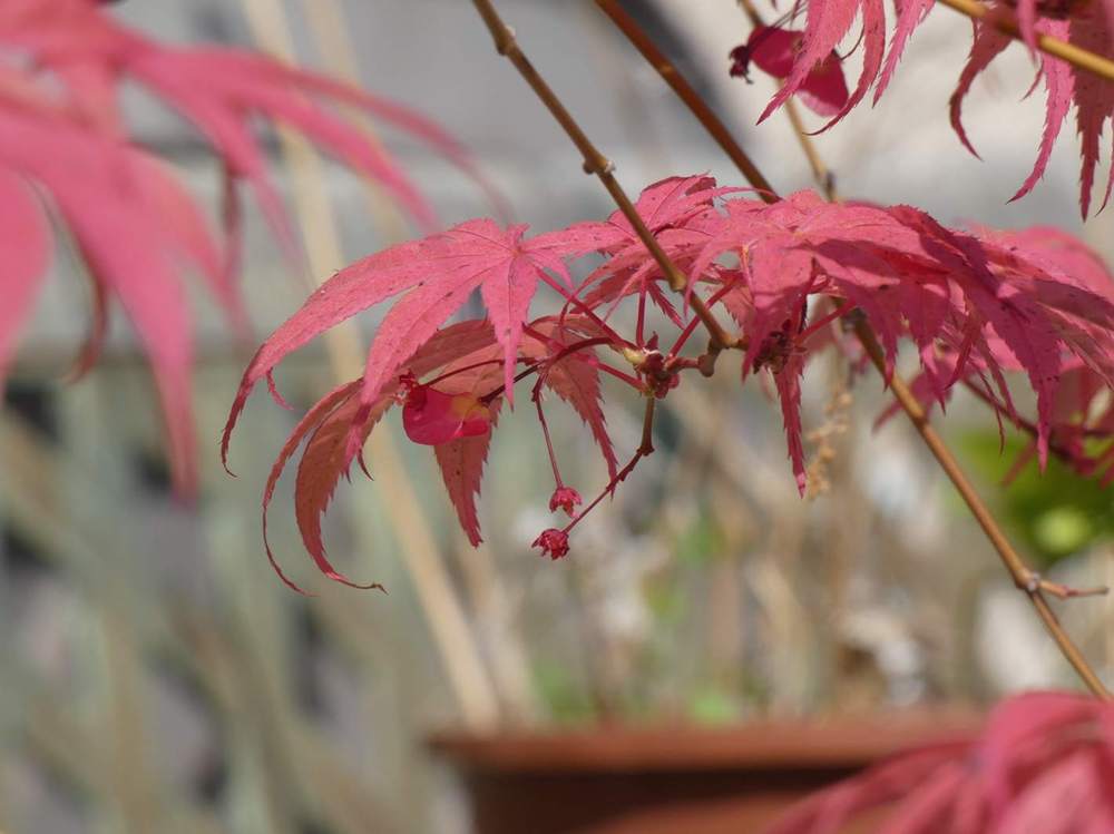 samare de aceraceae acer palmatum cv. 'shirazz'