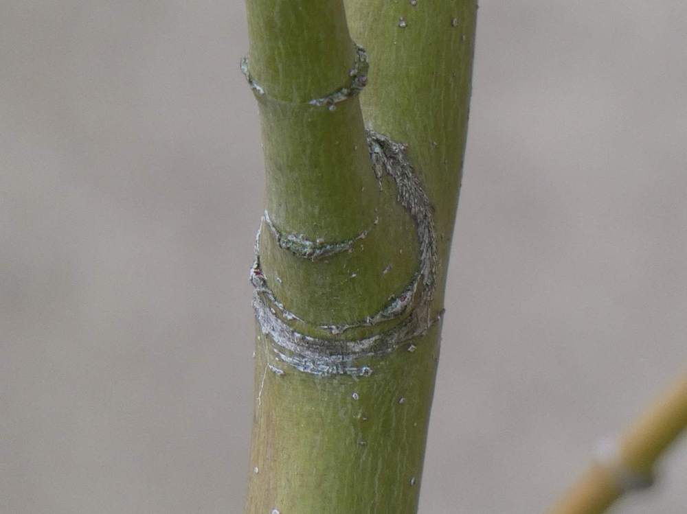 écorce de aceraceae acer palmatum cv. 'shirazz'