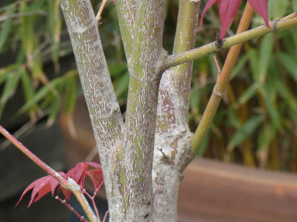 écorce de aceraceae acer palmatum ssp. amoenum cv. 'shõjõ nomura'