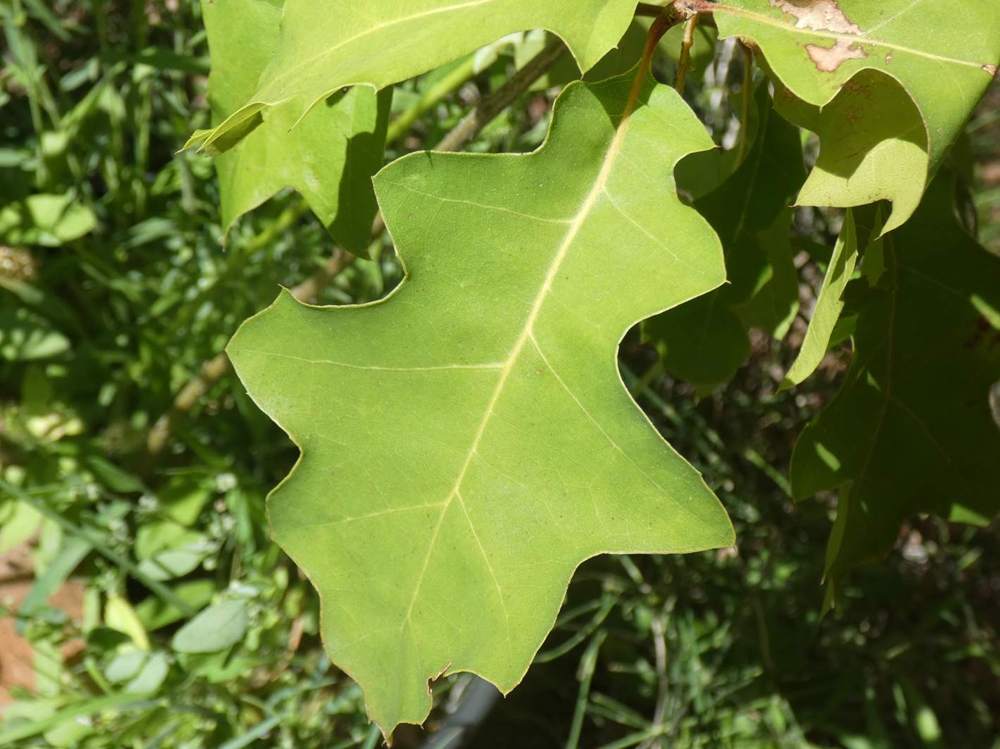 été de fagaceae quercus shumardii