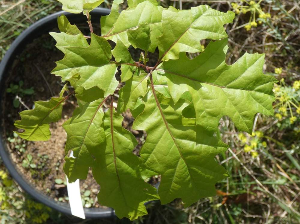 printemps de fagaceae quercus shumardii