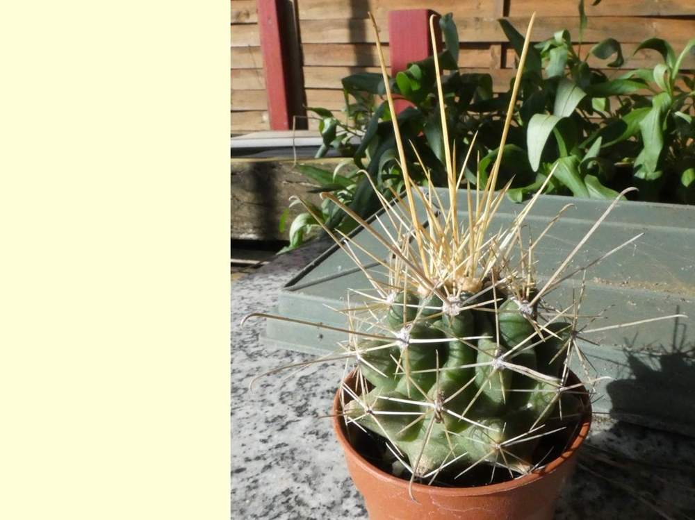 aréole-aiguillon de cactaceae hamatocactus hamatacanthus ssp. sinuatus