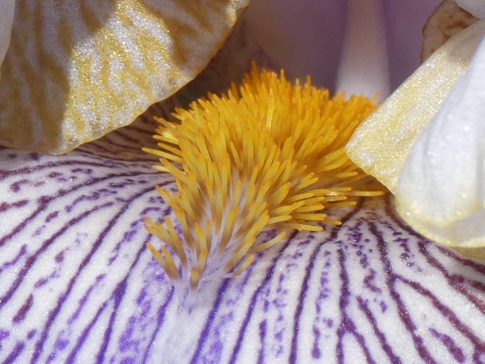 barbe de iridaceae iris barbu cv. 'slovak prince'