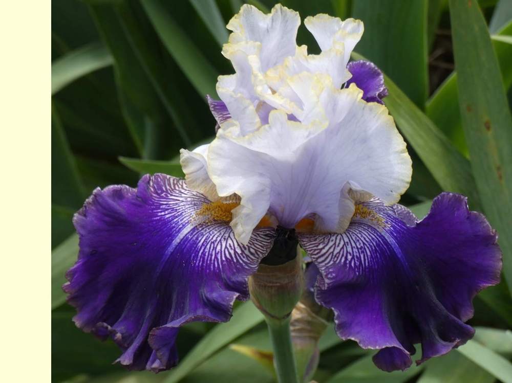 iridaceae iris barbu cv. 'slovak prince'