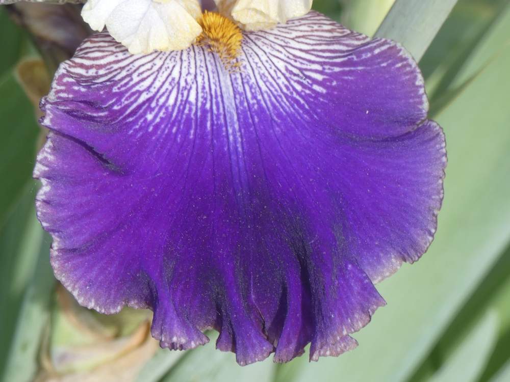 sépale de iridaceae iris barbu cv. 'slovak prince'