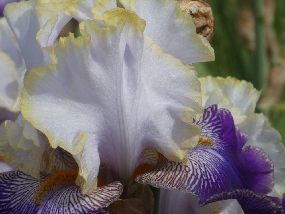 pétale de iridaceae iris barbu cv. 'slovak prince'
