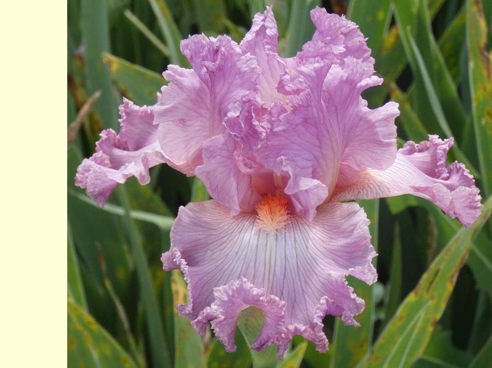 iridaceae iris barbu cv. 'social graces'